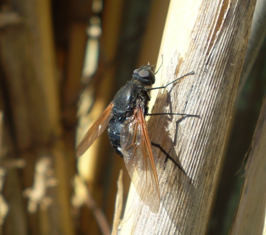 Satyramoeba hetrusca (Bombyliidae)